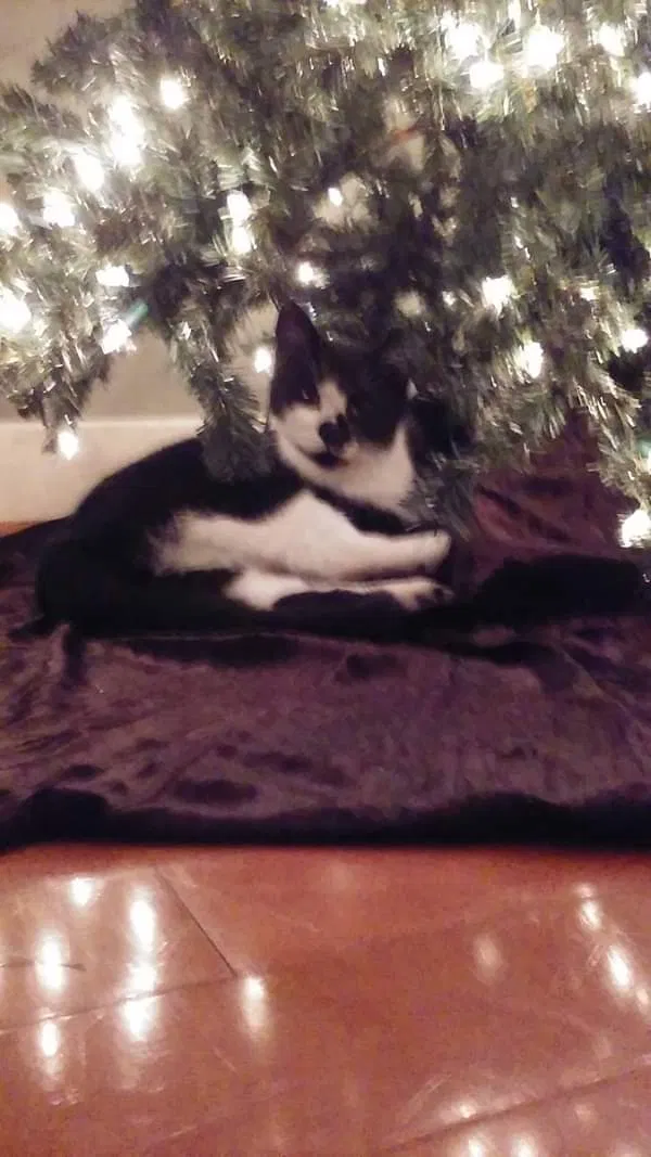 Lost cat in Birmingham, AL, 35224