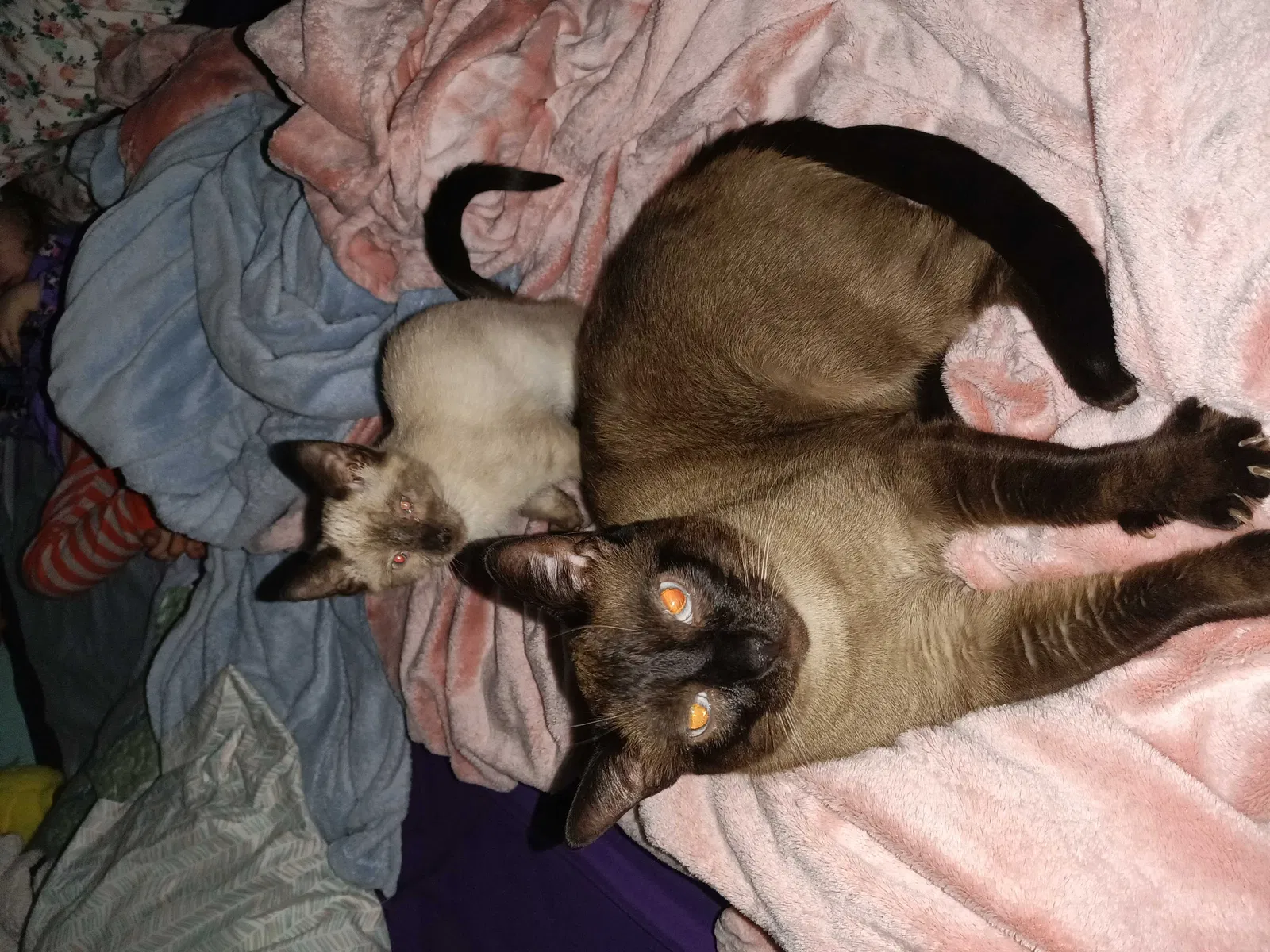 Lost cat in Columbus, OH, 43232