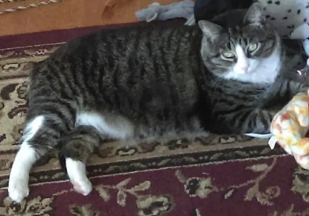 Lost cat in Bronx, NY, 10473