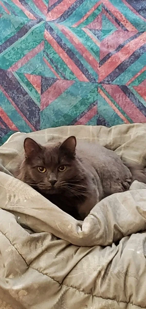 Lost cat in Saint Paul, MN, 55130