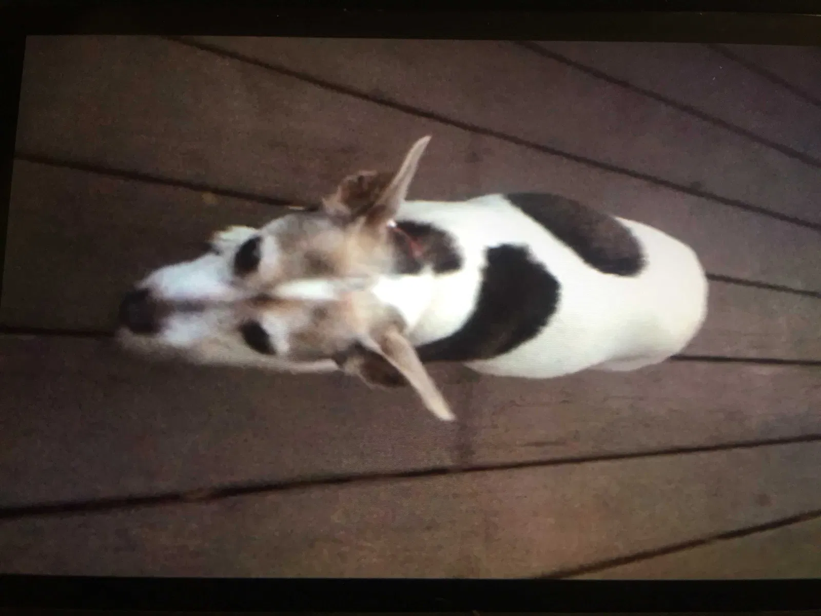 Lost dog in Roswell, GA, 30076