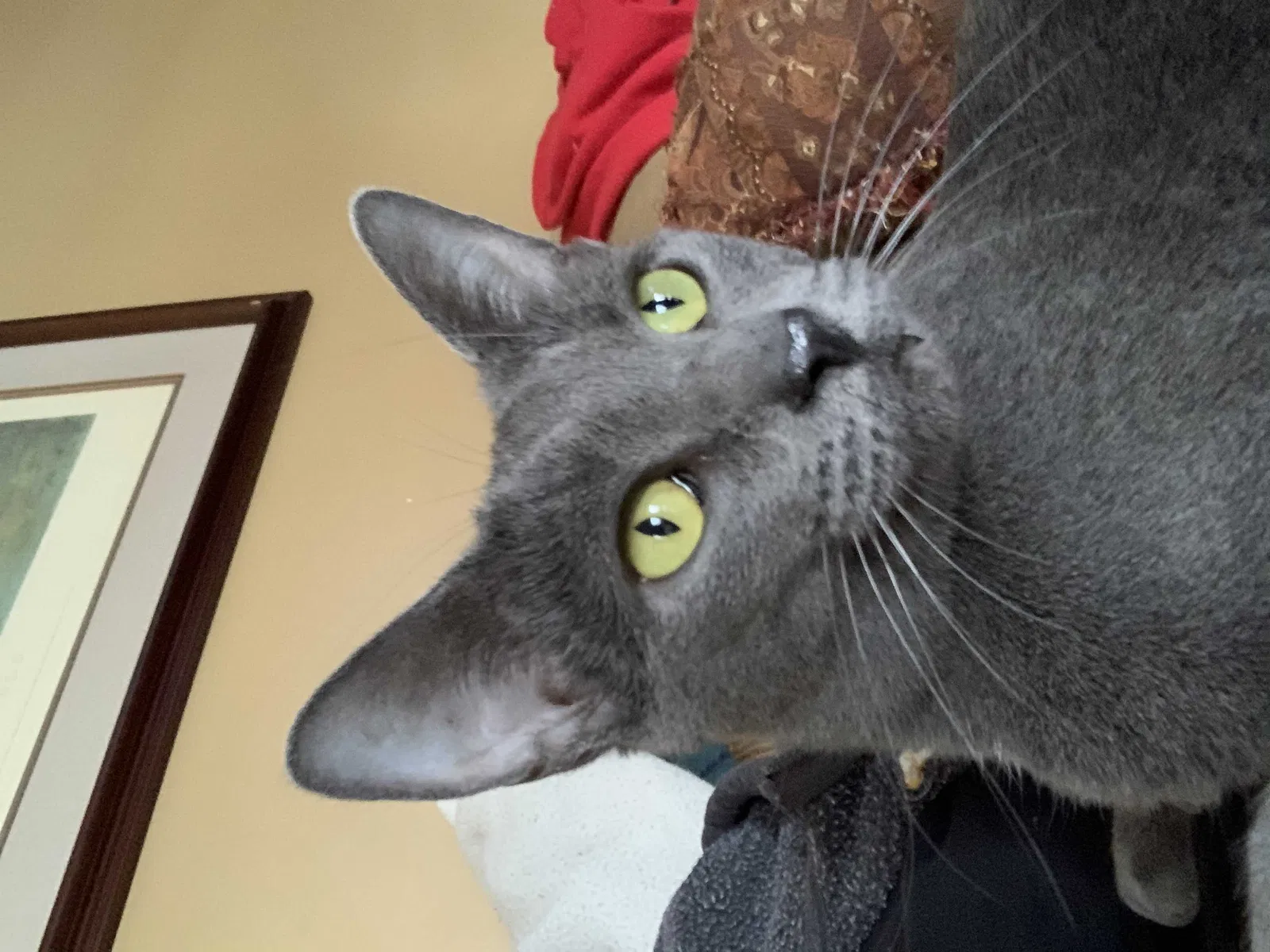 Lost cat in Clarksville, TN, 37043