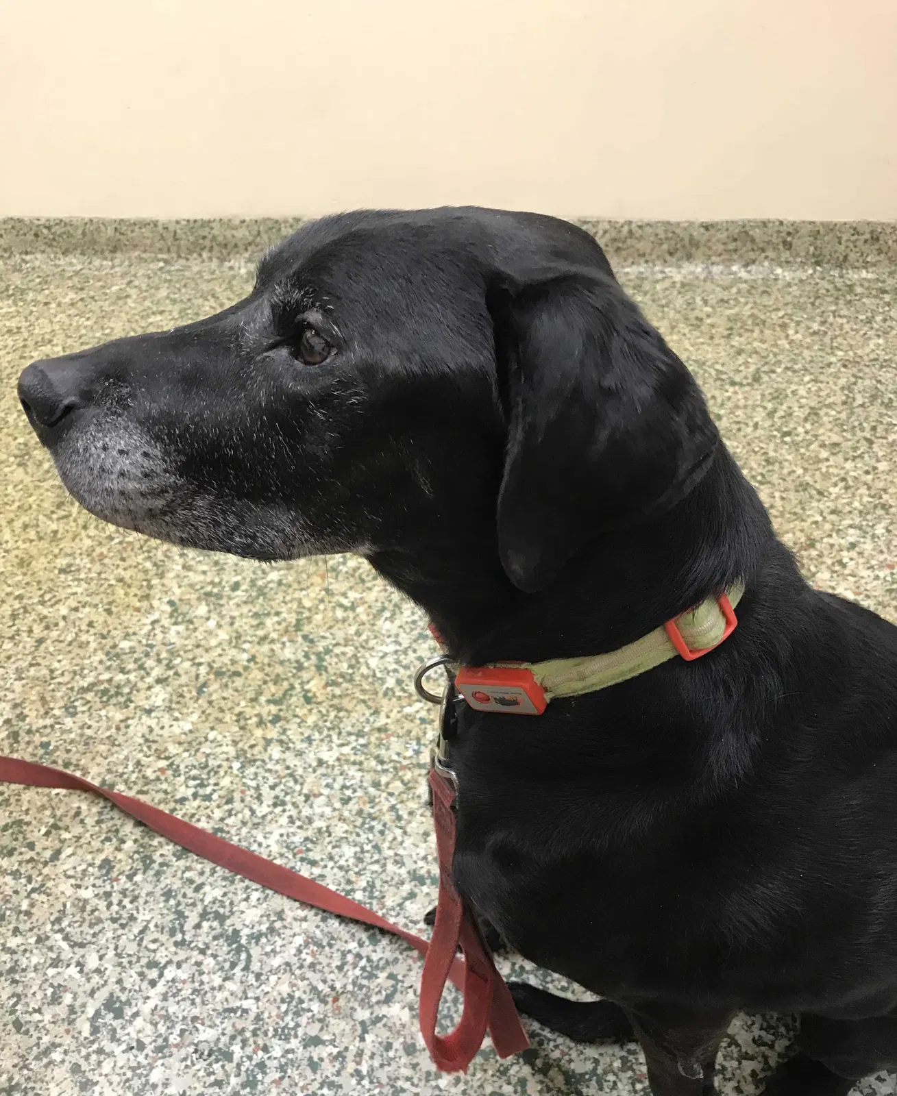 Lost dog in Cincinnati, OH, 45239
