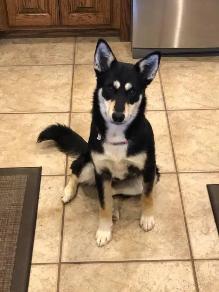 Lost dog in Roswell, NM, 88201