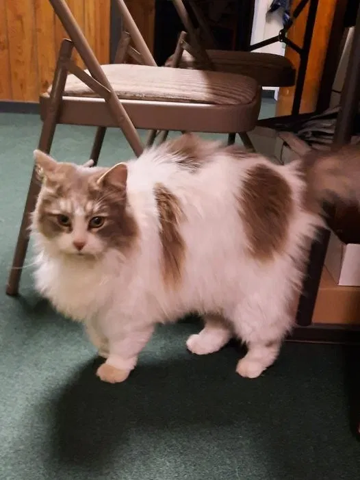 Lost cat in Boise, ID, 83709