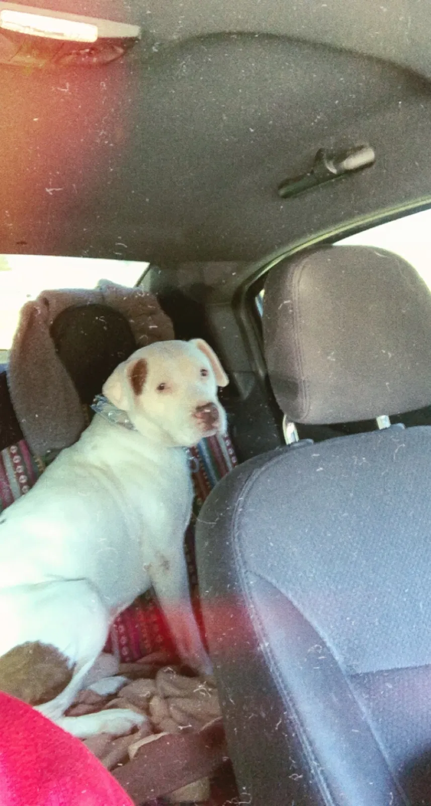Lost dog in London, KY, 40741