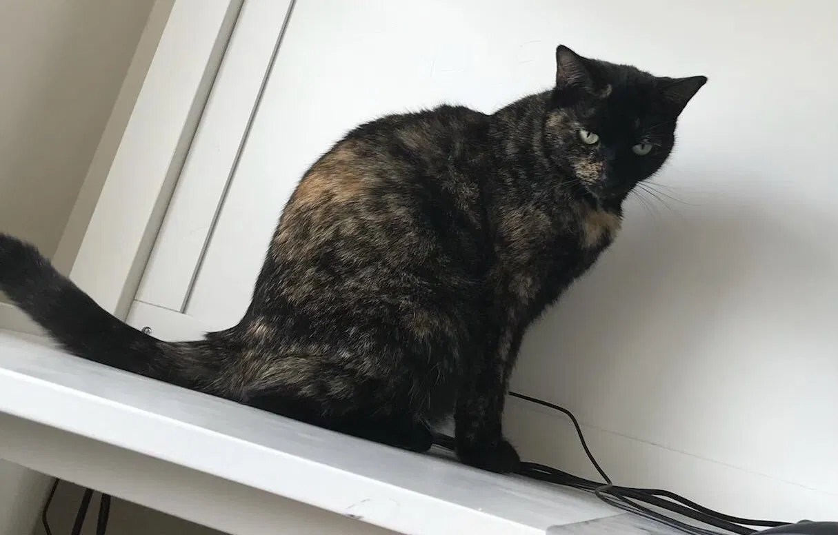 Lost cat in Morganville, NJ, 7751