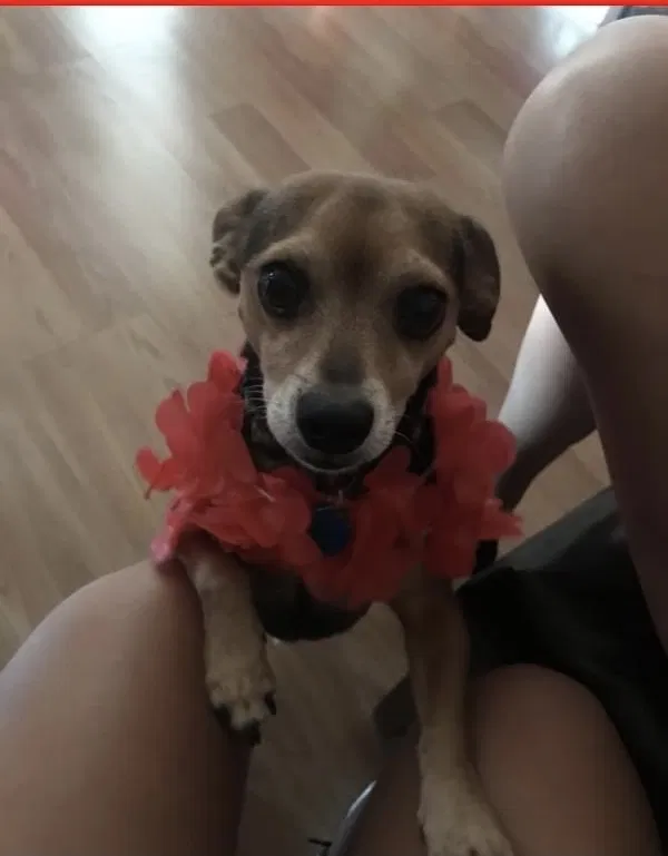 Lost dog in Rialto, CA, 92376