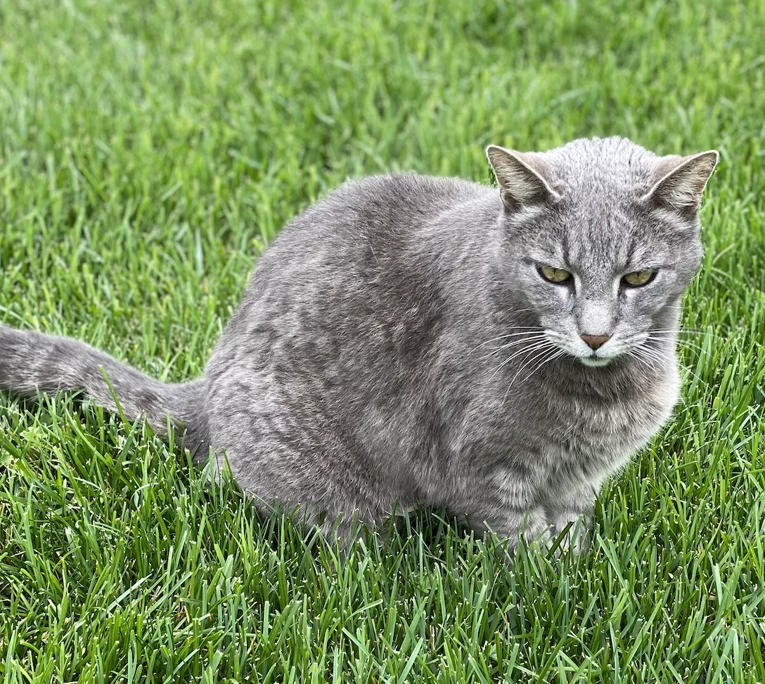 Lost cat in Murrieta, CA, 92563