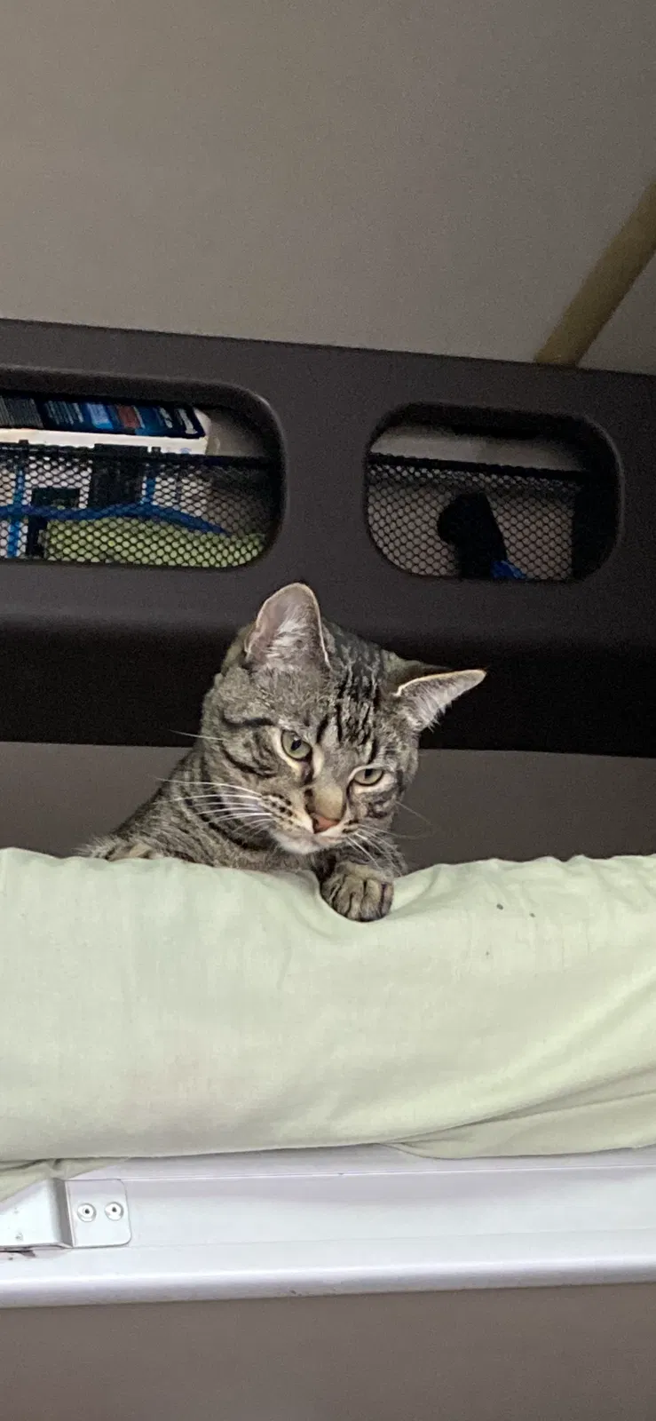 Lost cat in Deltona, FL, 32725