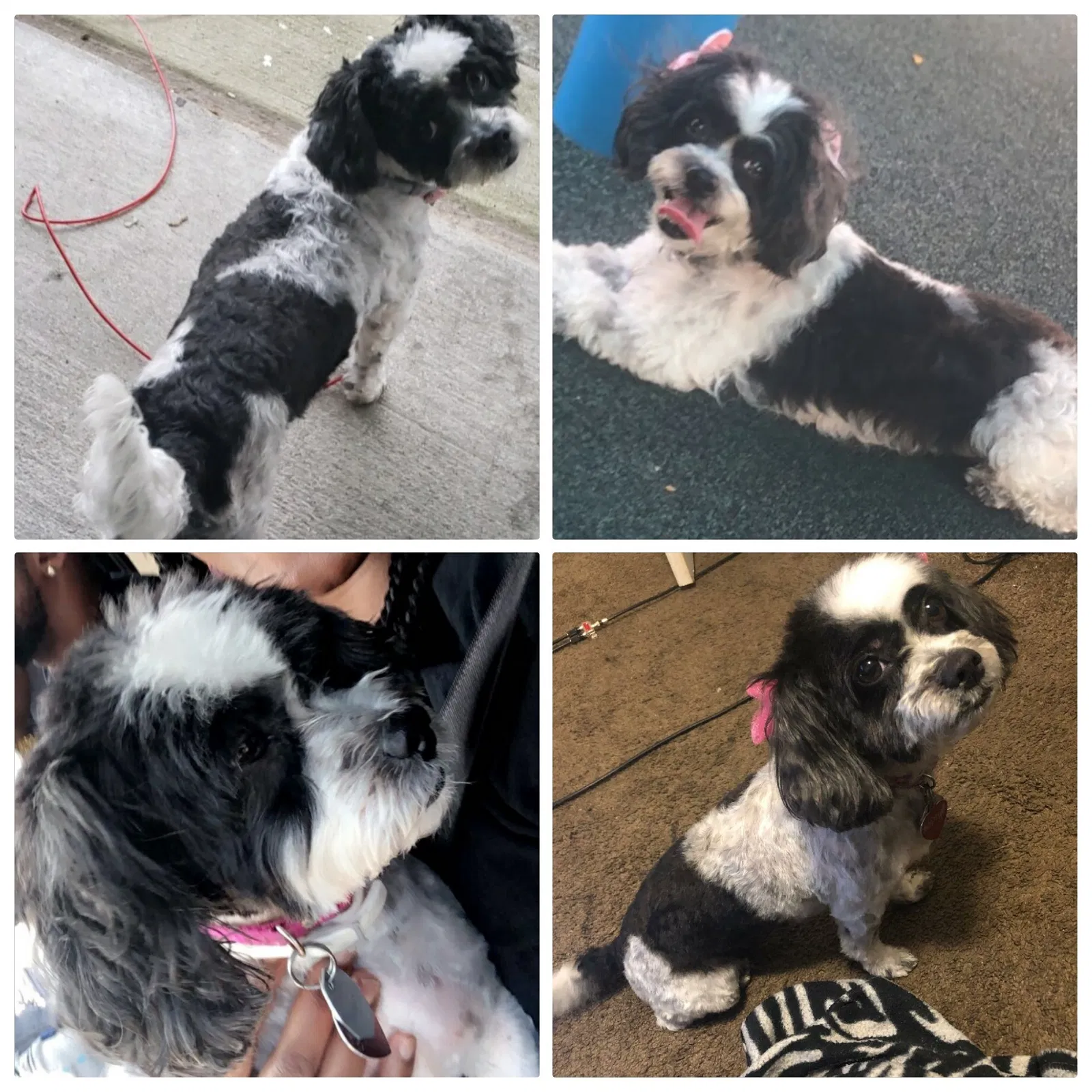 Lost dog in Houston, TX, 77050