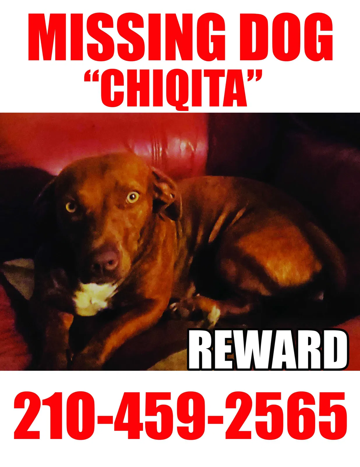 Lost dog in San Antonio, TX, 78213