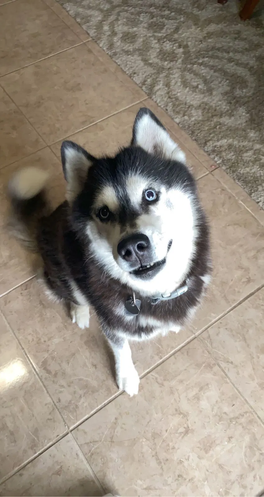 Lost dog in Port Saint Lucie, FL, 34953