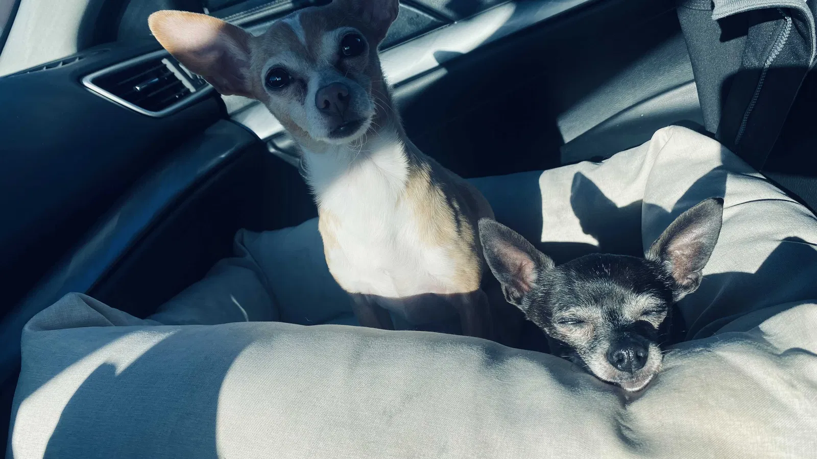 Lost dog in Kaysville, UT, 84037