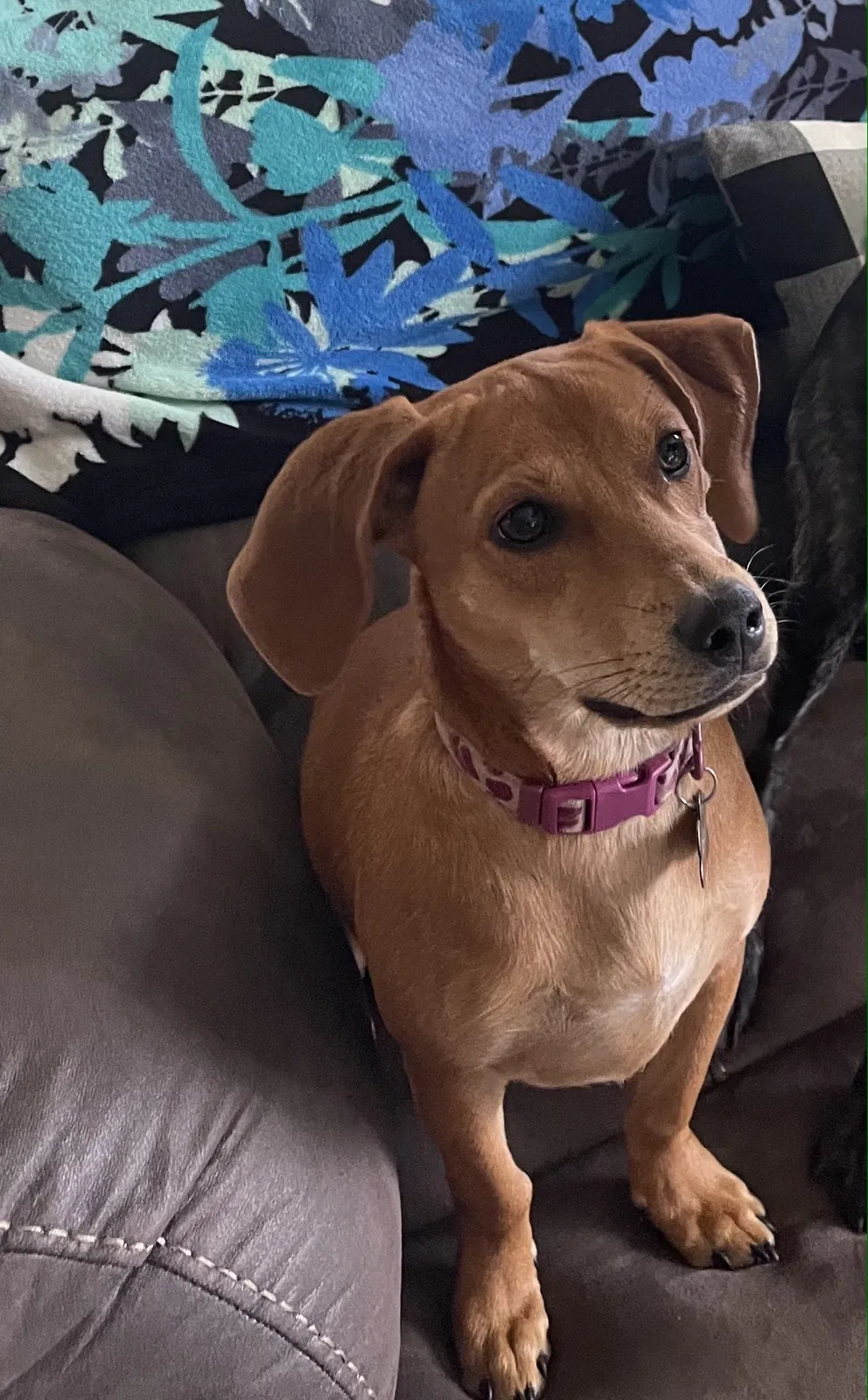 Lost dog in Sevierville, TN, 37876