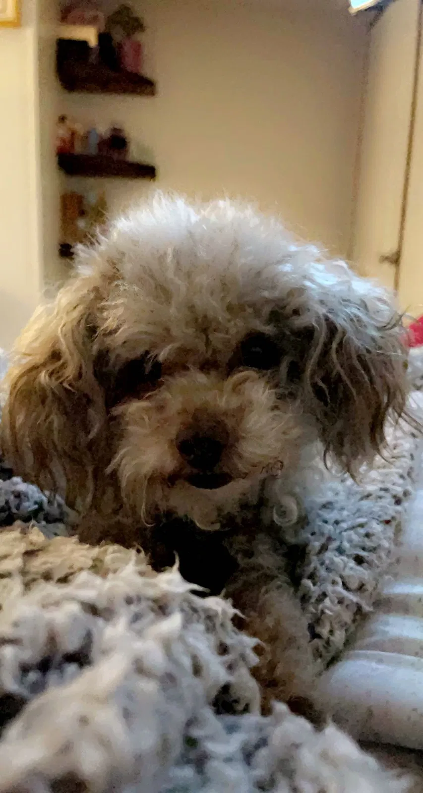 Lost dog in Arden, NC, 28704