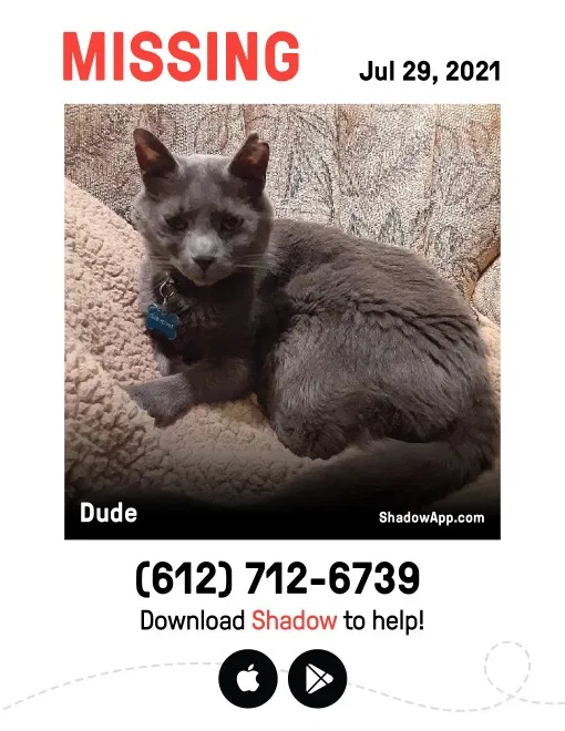 Lost cat in Minneapolis, MN, 55443