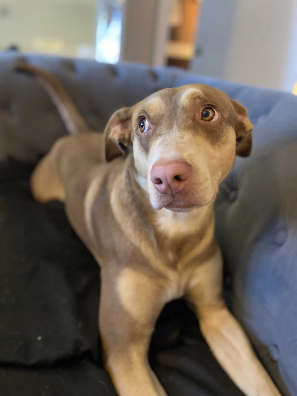 Lost dog in Maitland, FL, 32751