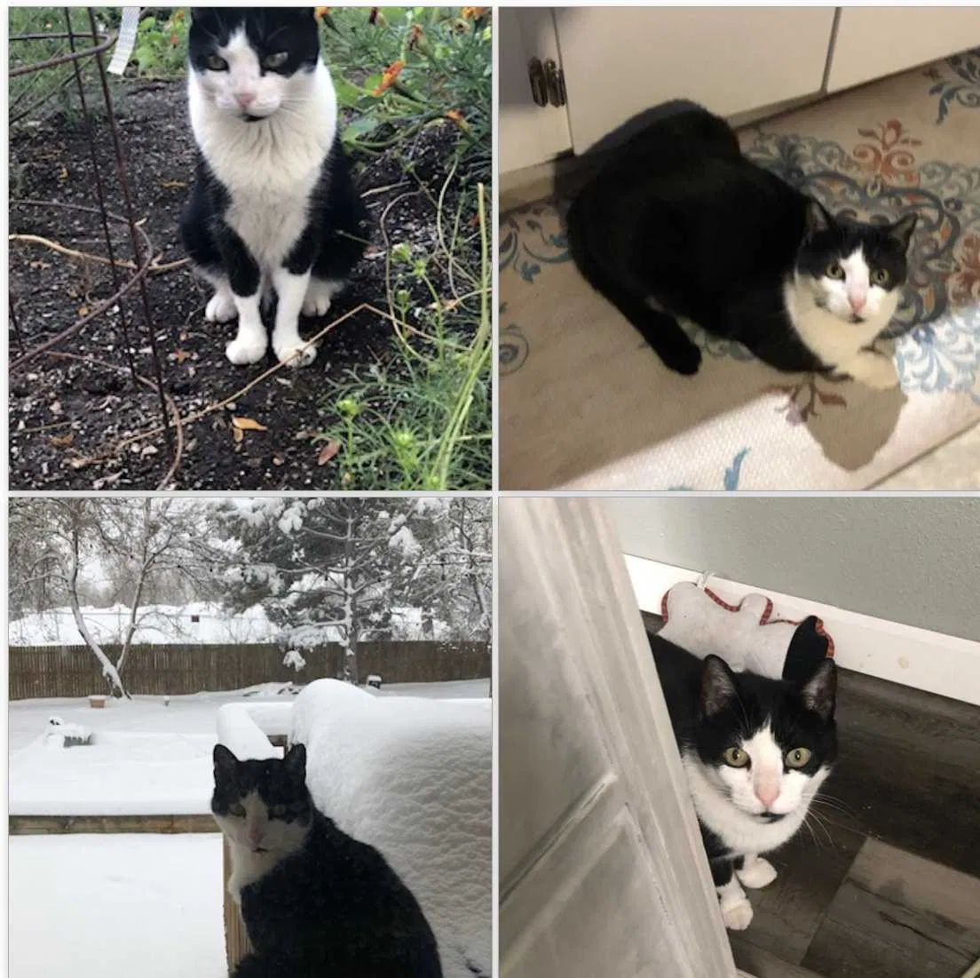 Lost cat in Wheat Ridge, CO, 80033
