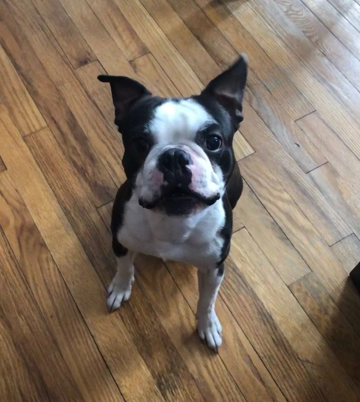 Lost dog in Lowry City, MO, 64763