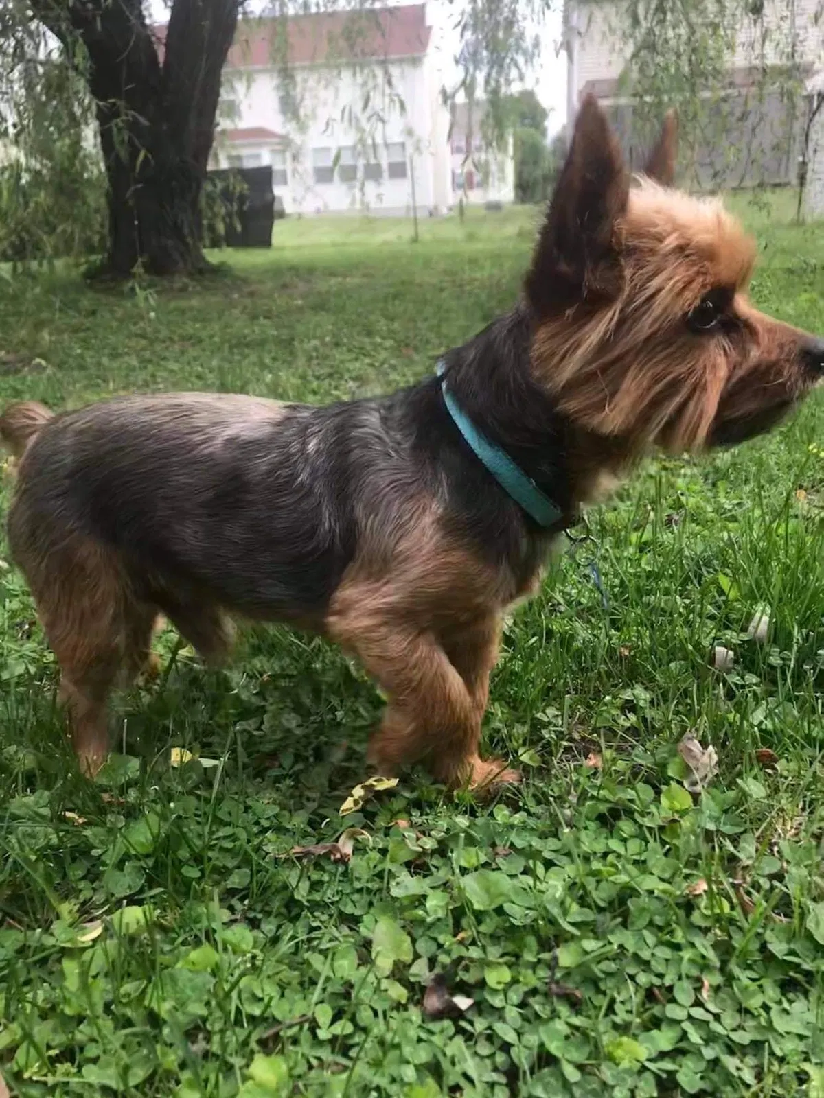 Lost dog in Fairview Heights, IL, 62208