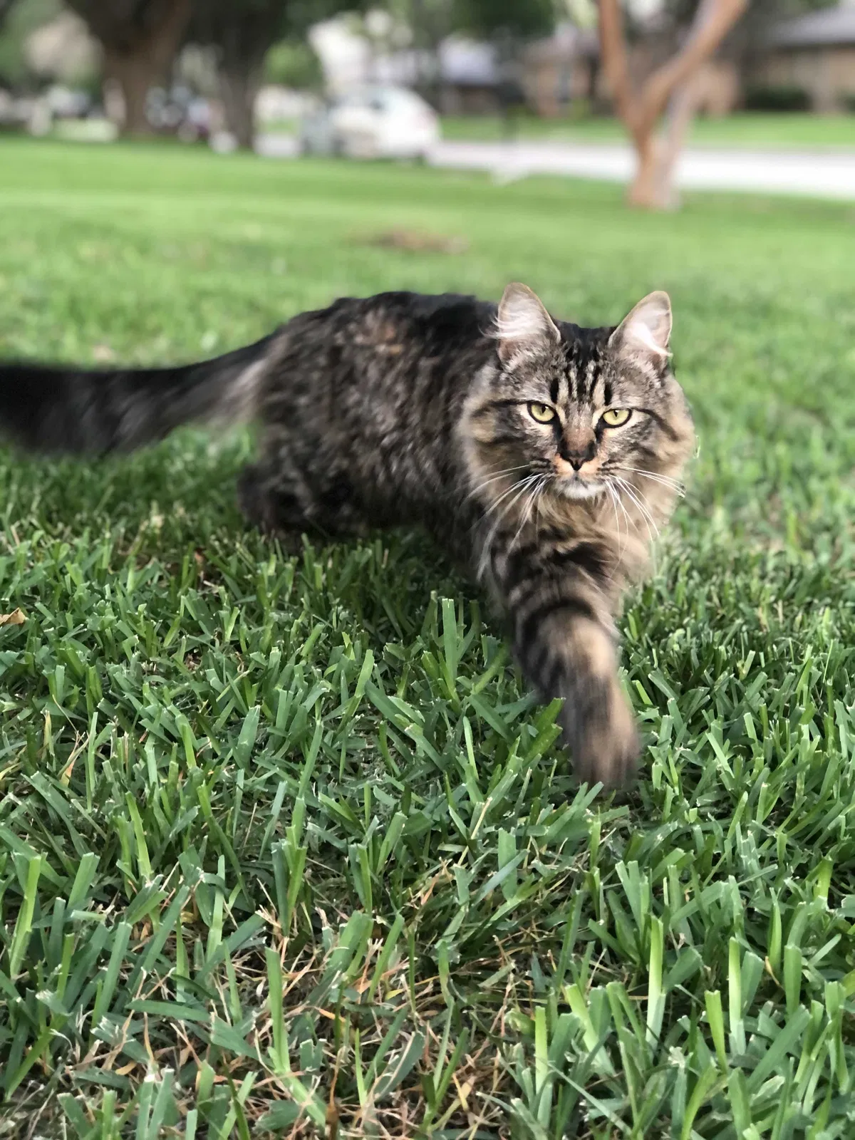 Lost cat in Plano, TX, 75075