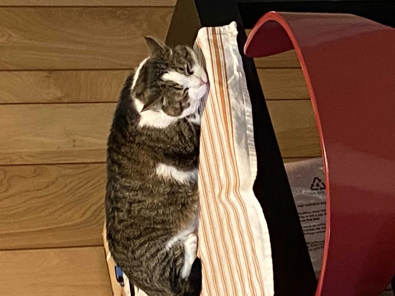 Lost cat in Lexington, KY, 40503