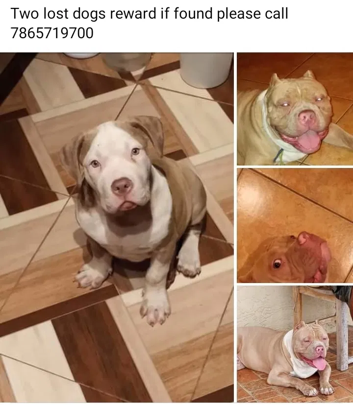 Lost dog in Opa Locka, FL, 33054