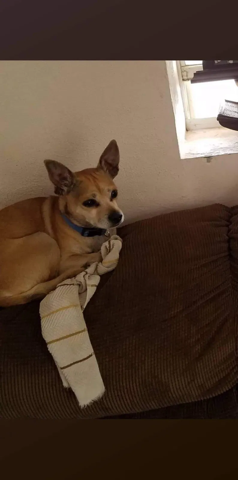 Lost dog in Roswell, NM, 88201