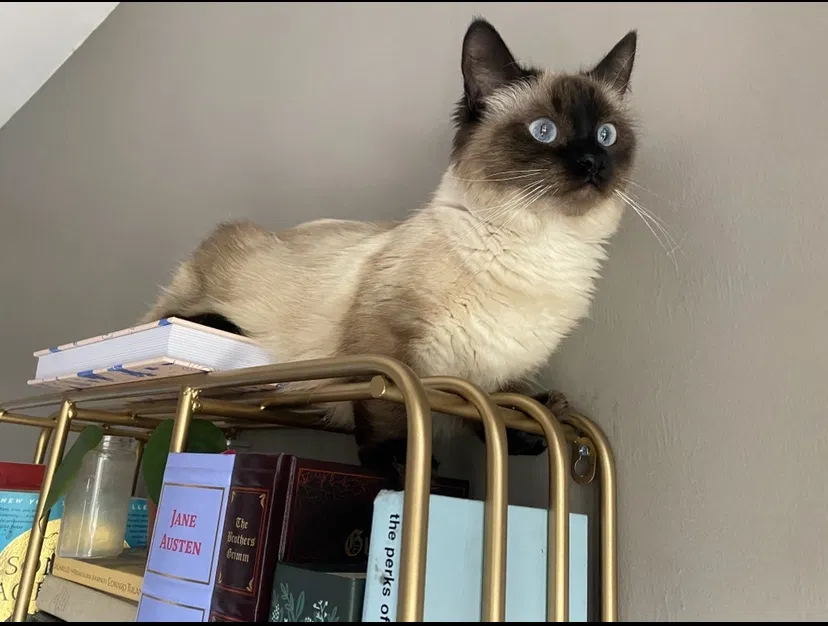 Lost cat in Fort Myers, FL, 33916