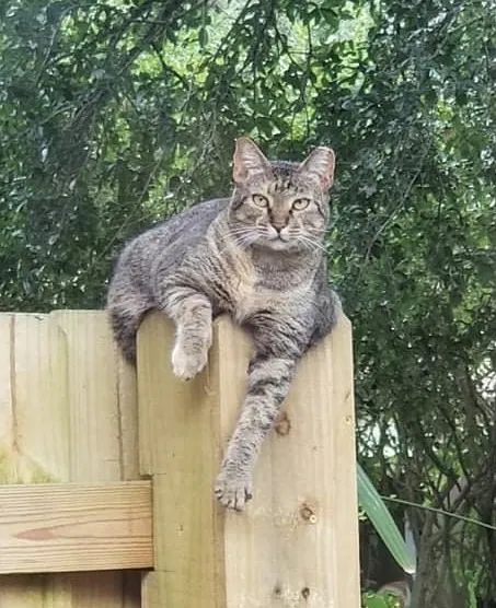 Lost cat in Tampa, FL, 33613