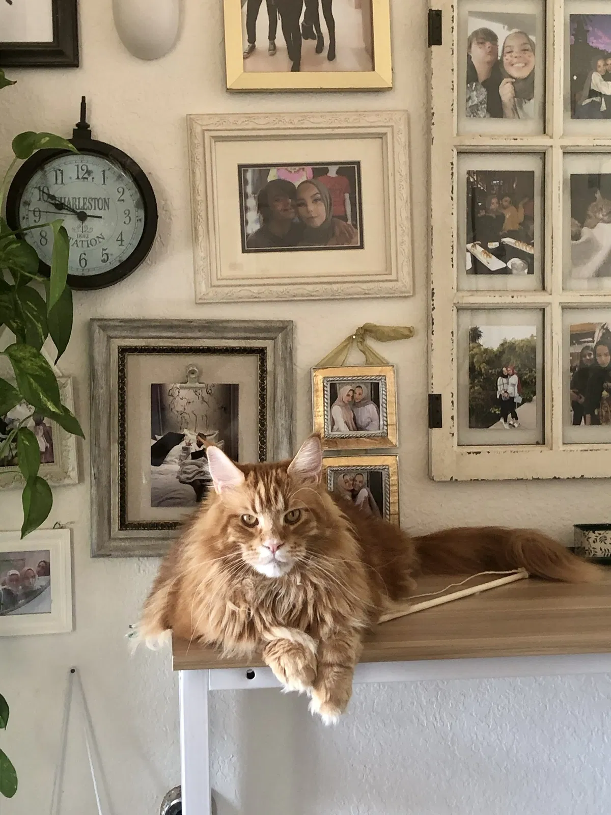 Lost cat in Yorba Linda, CA, 92886