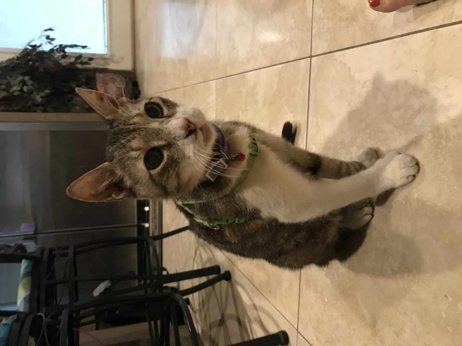 Lost cat in Mcallen, TX, 78504
