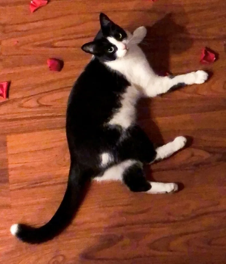 Lost cat in Goleta, CA, 93117