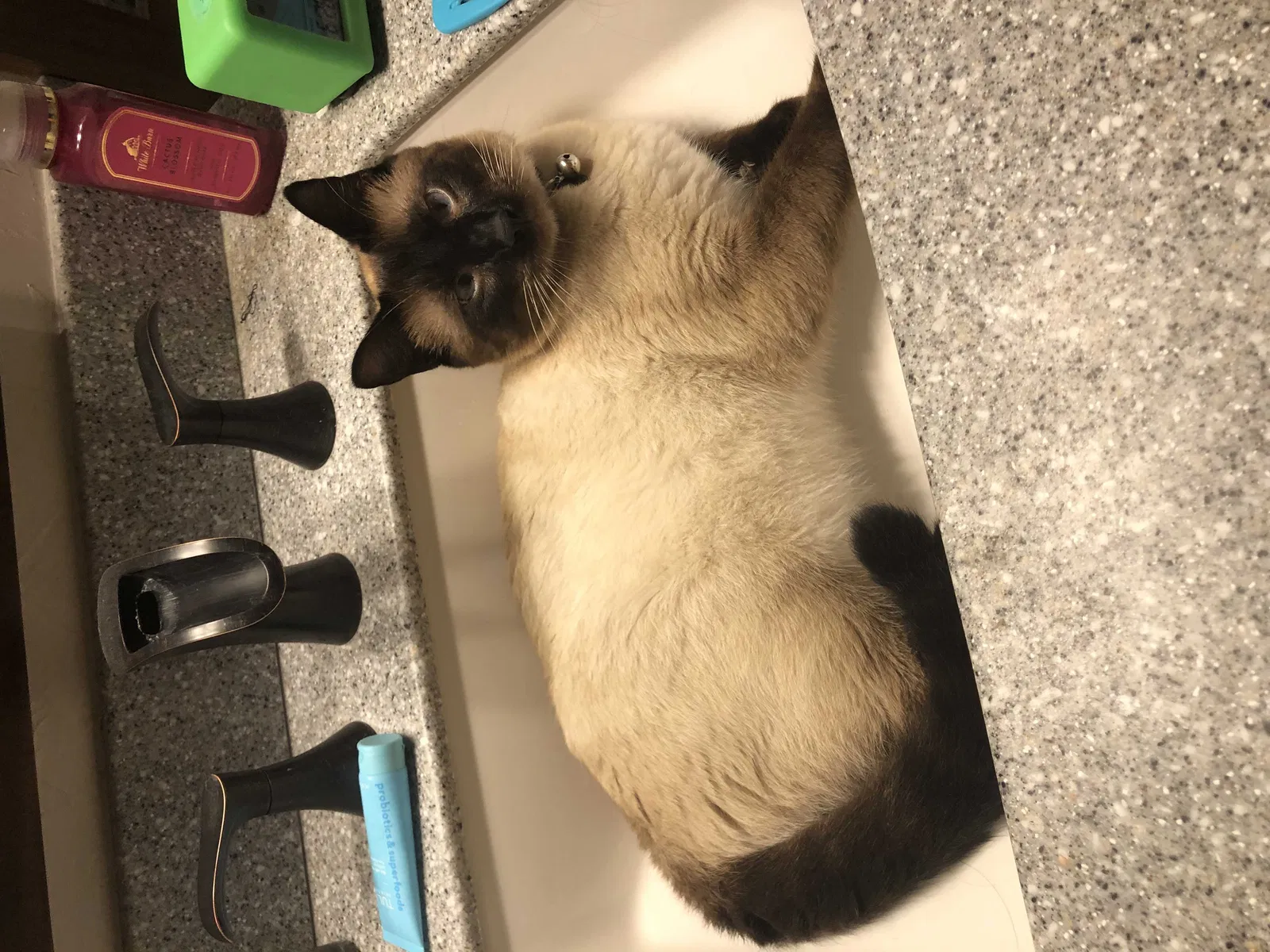 Lost cat in Oklahoma City, OK, 73132