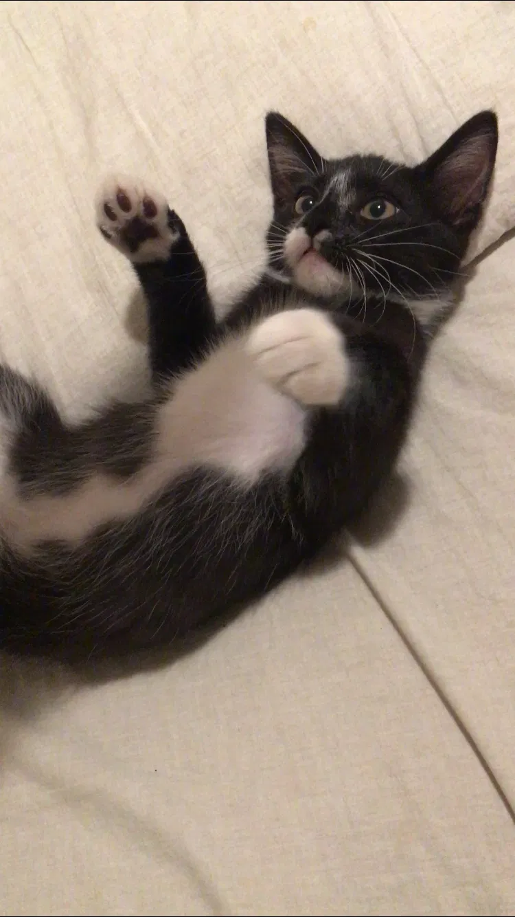 Lost cat in Los Angeles, CA, 90022