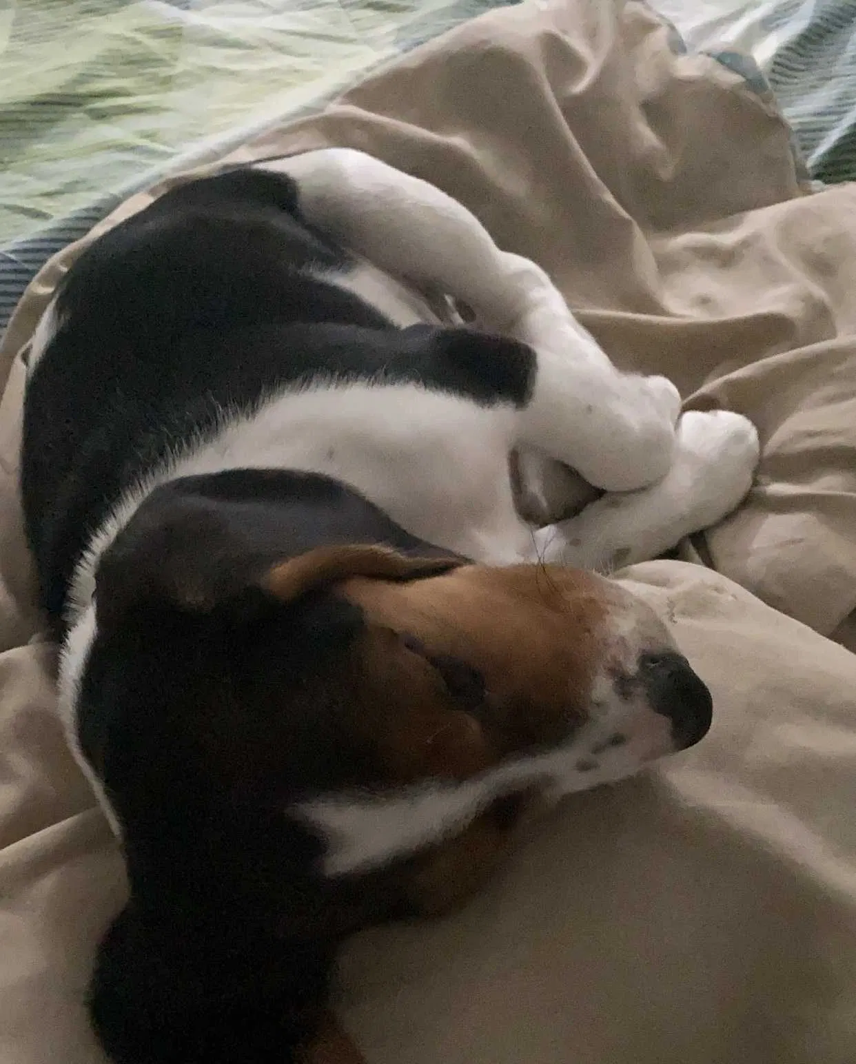 Lost dog in Olympia, WA, 98512