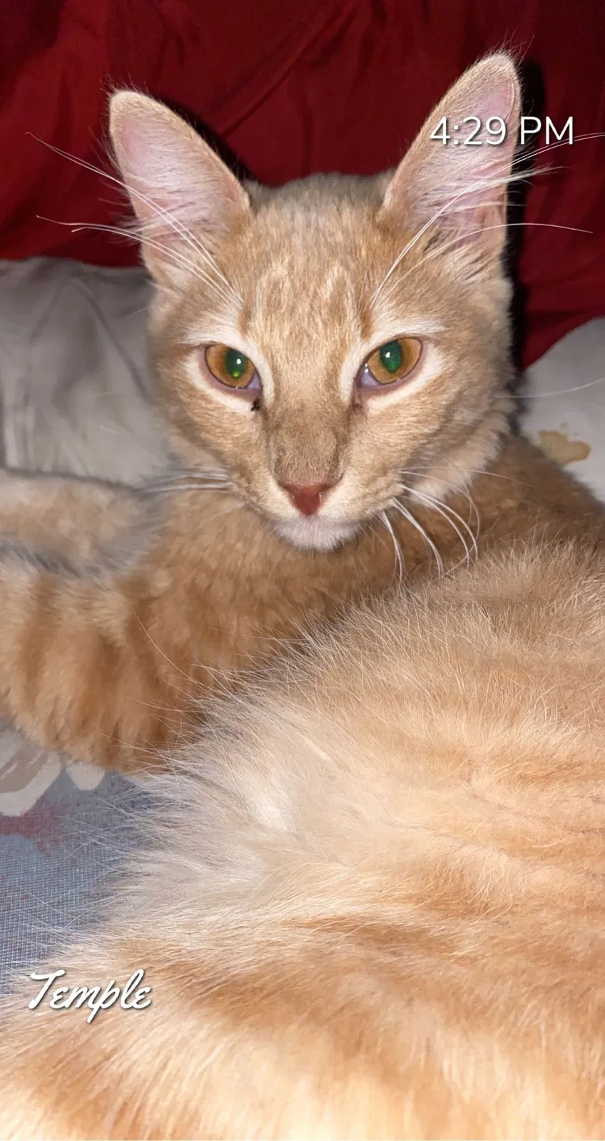 Lost cat in Temple, TX, 76504