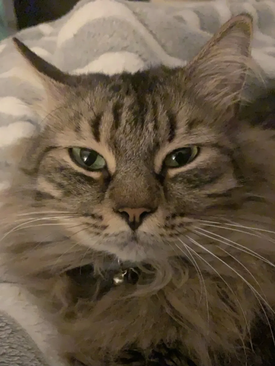 Lost cat in Athens, GA, 30601