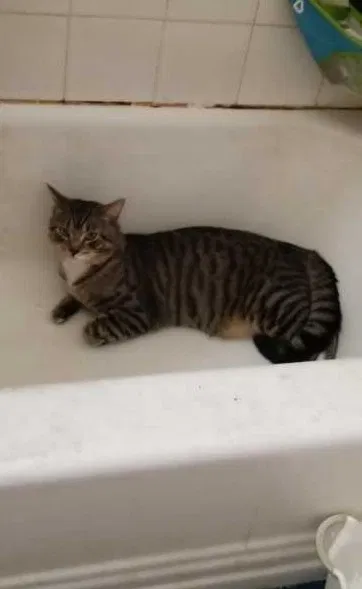 Lost cat in Minneapolis, MN, 55417
