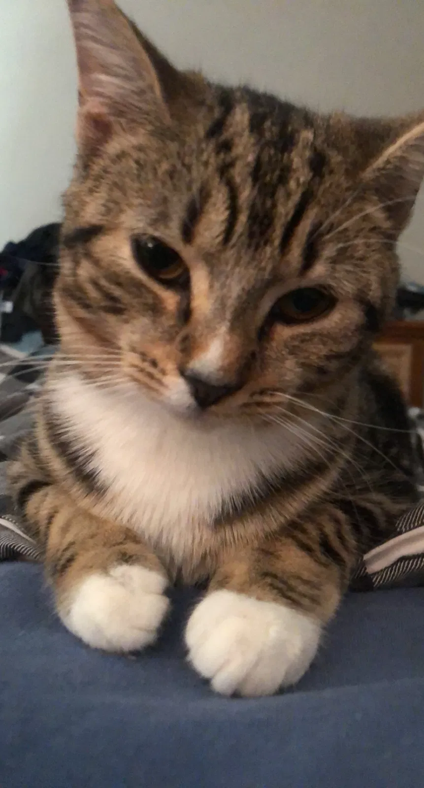 Lost cat in Virginia Beach, VA, 23464