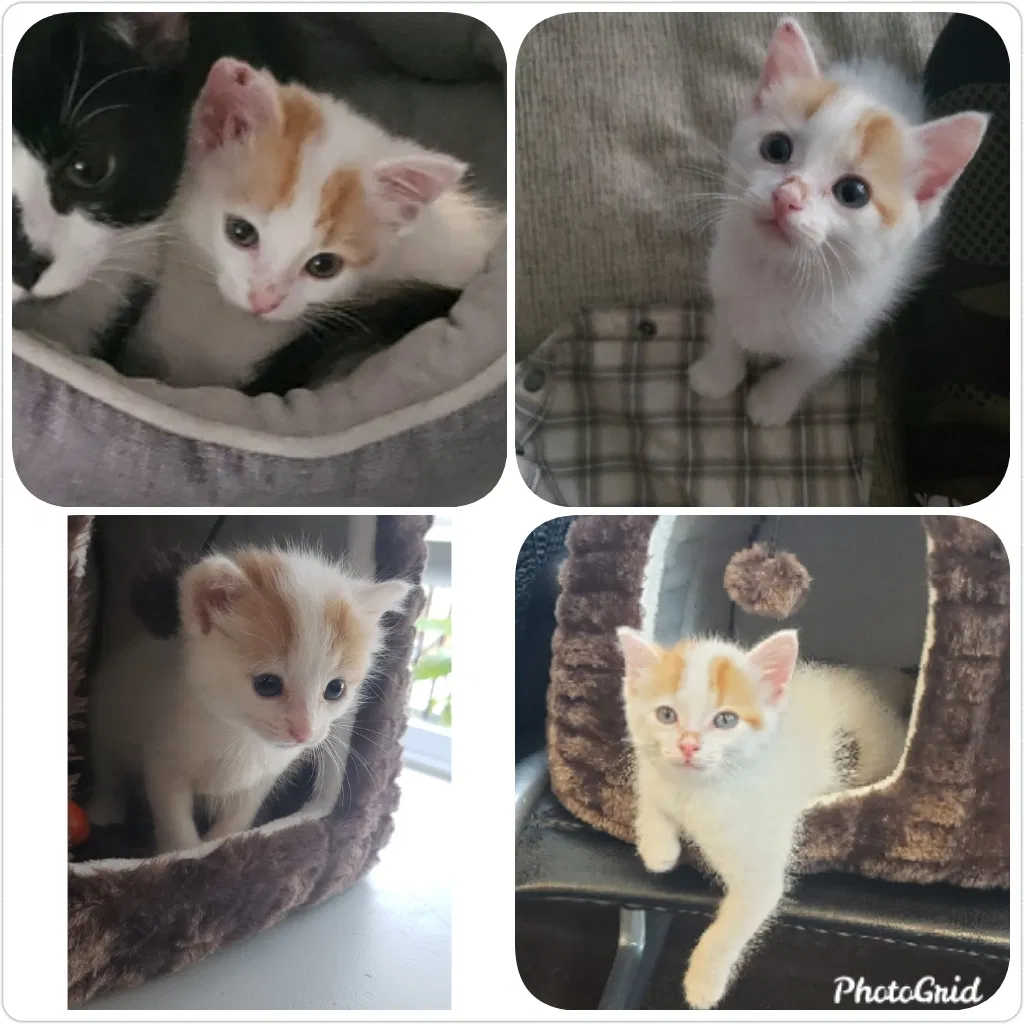 Lost cat in Chicago, IL, 60649