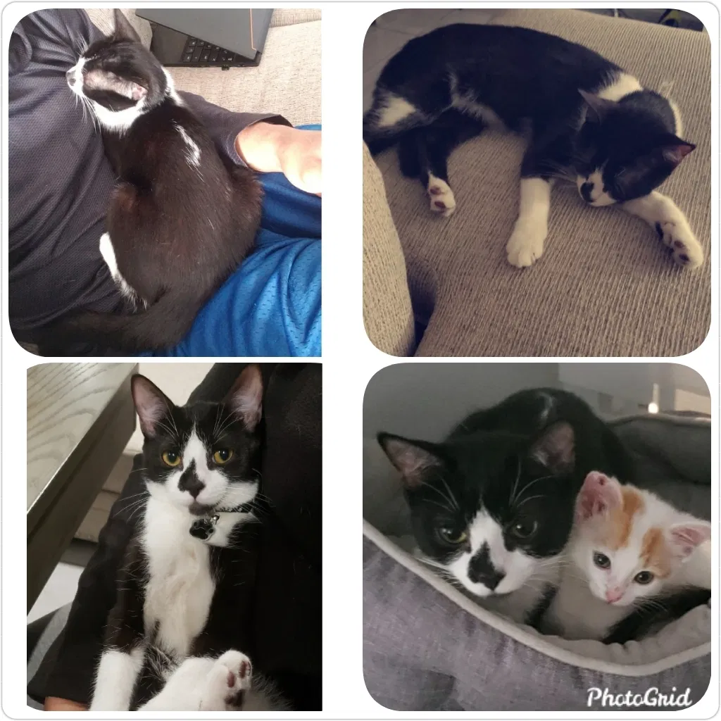 Lost cat in Chicago, IL, 60649