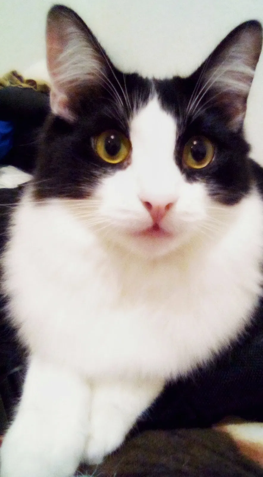 Lost cat in Foothill Ranch, CA, 92610