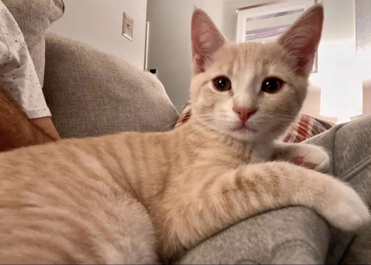 Lost cat in Bel Air, MD, 21015