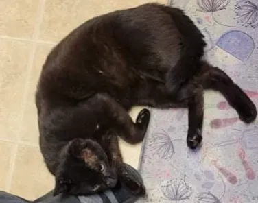 Lost cat in Eagle Lake, FL, 33839