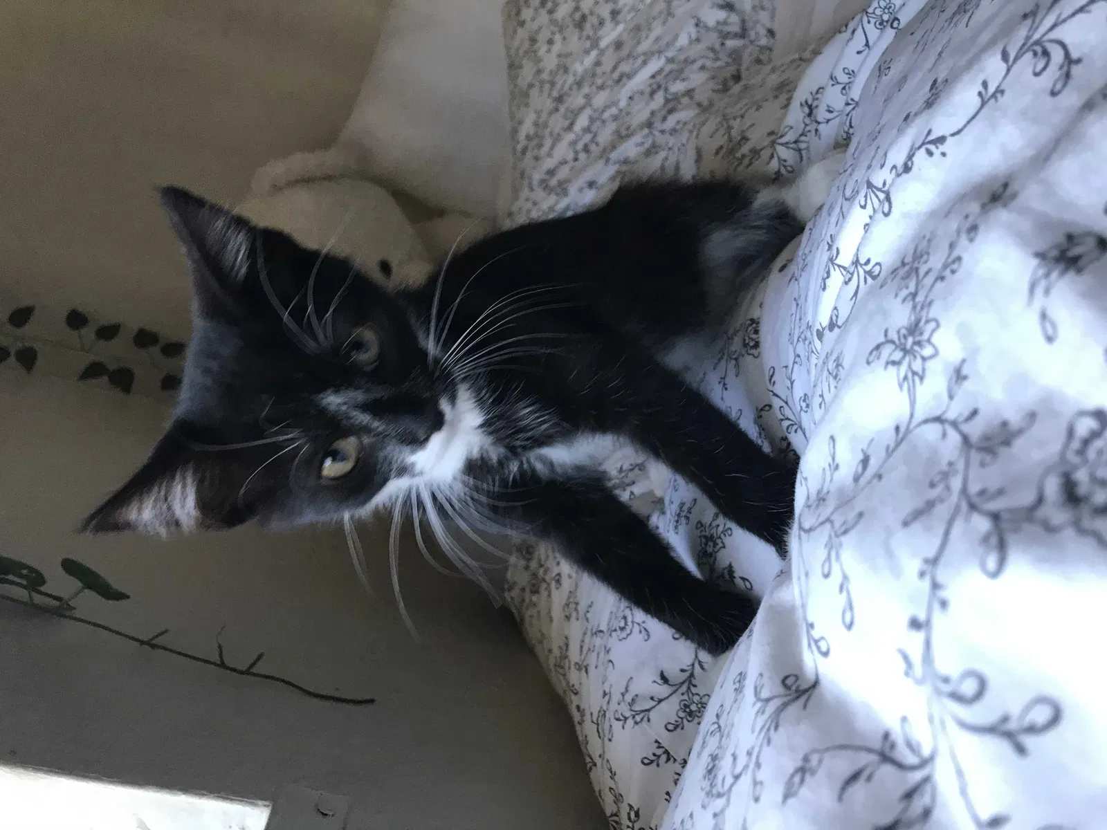 Lost cat in Los Angeles, CA, 90022