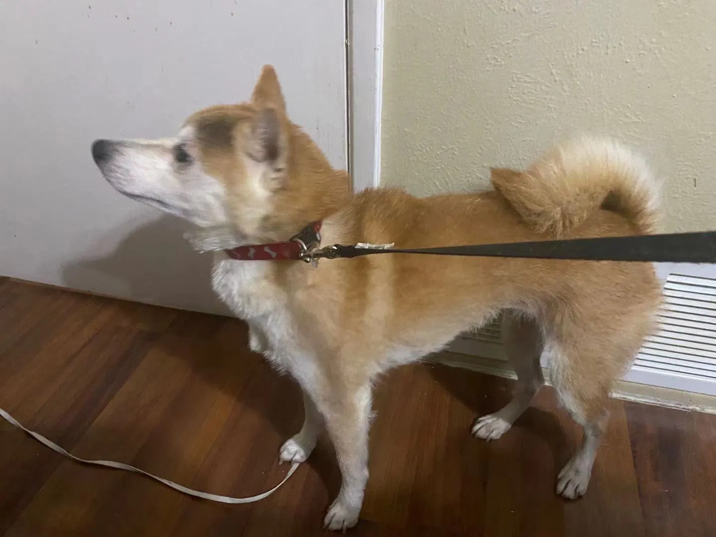Lost dog in Richardson, TX, 75080