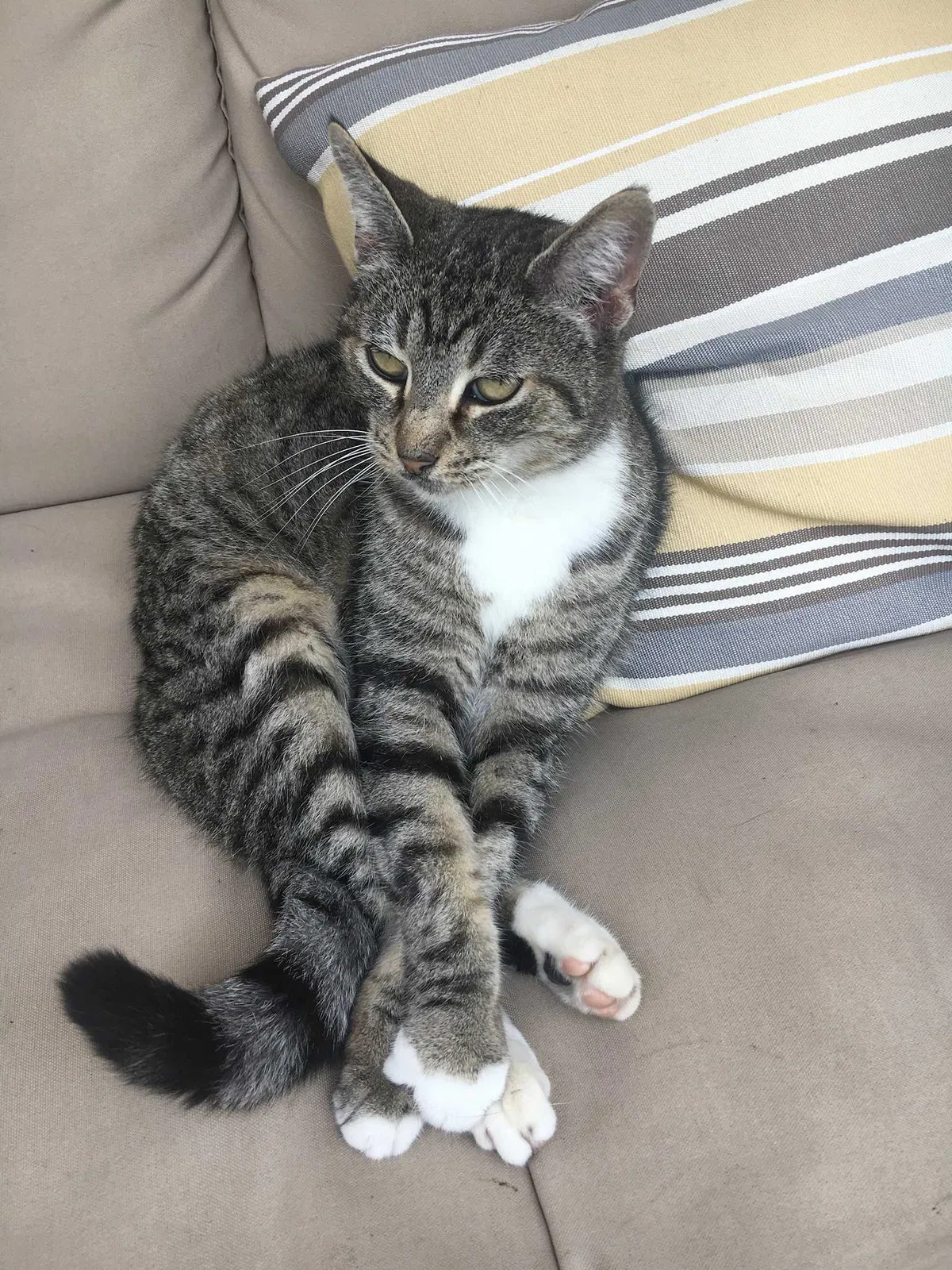 Lost cat in Whittier, CA, 90604