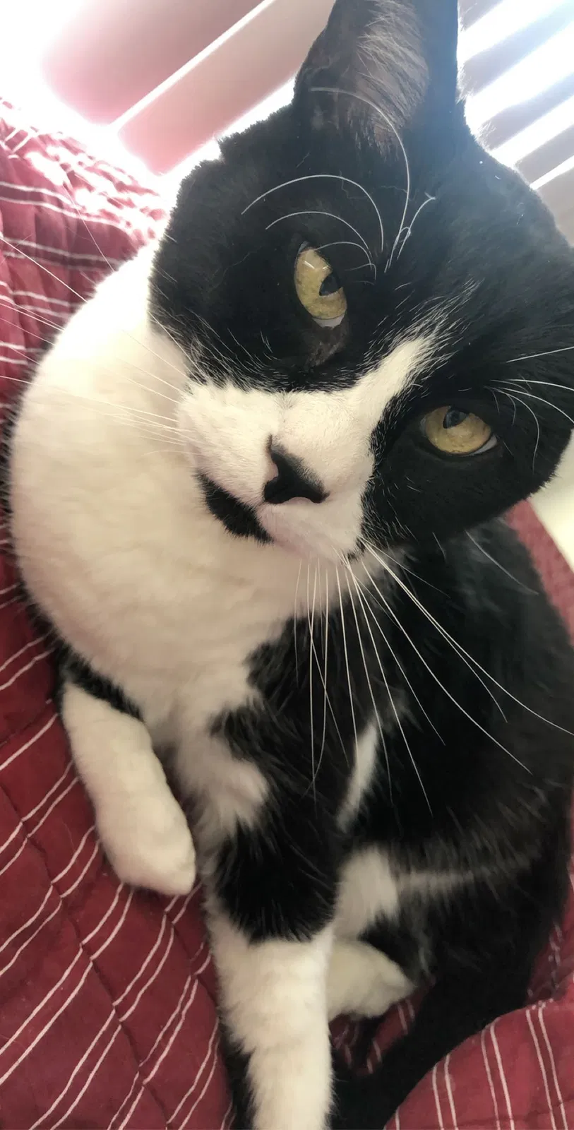 Lost cat in Peoria, IL, 61615